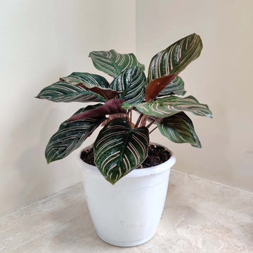 Calathea Seeds