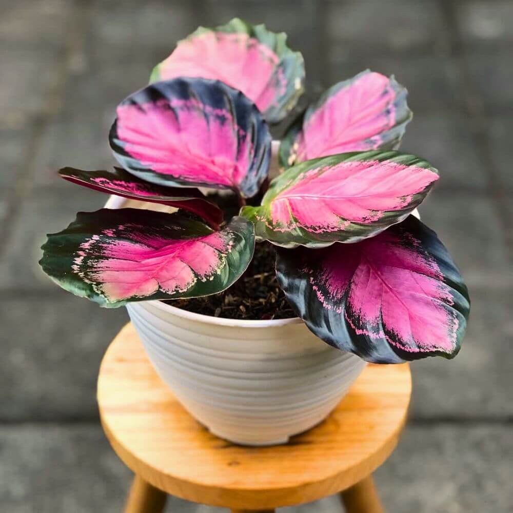 Calathea Seeds