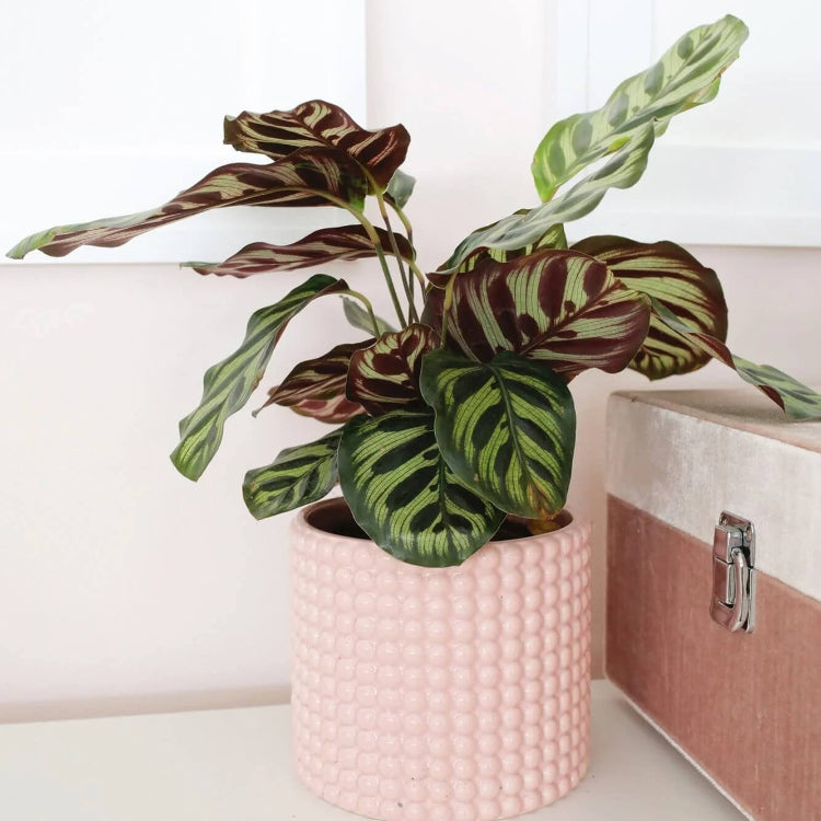 Calathea Seeds