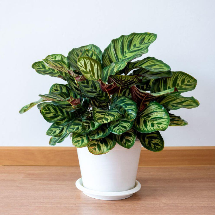 Calathea Seeds