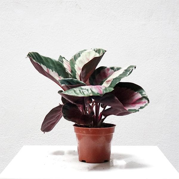 Calathea Seeds