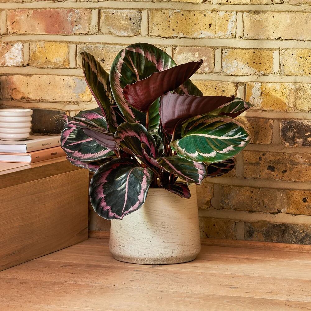 Calathea Seeds