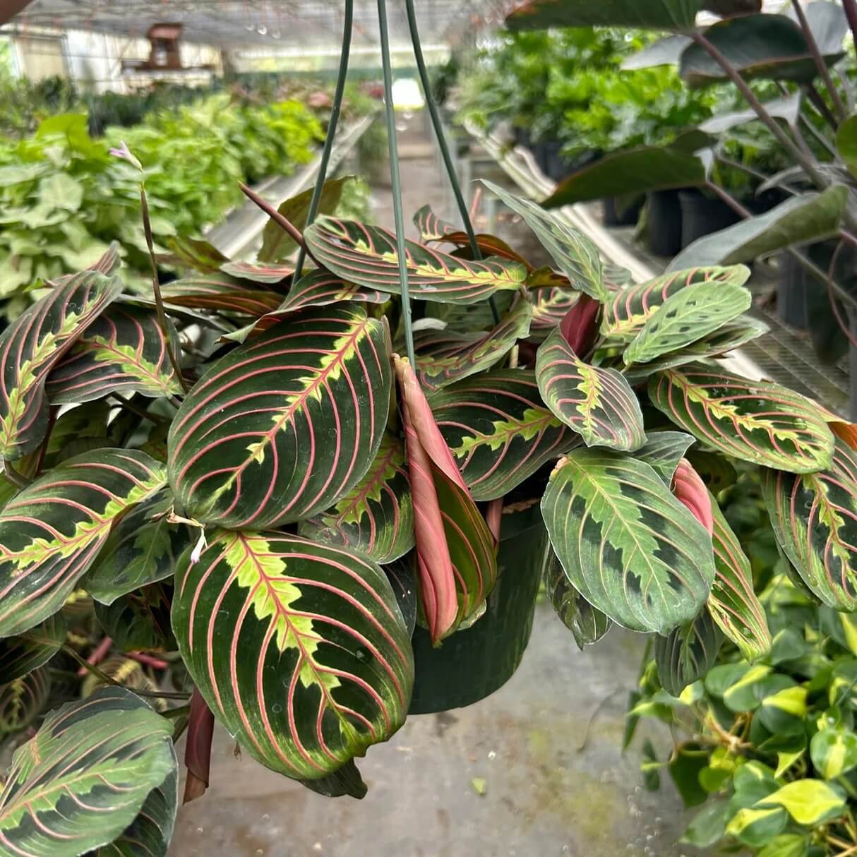 Calathea Seeds for Planting