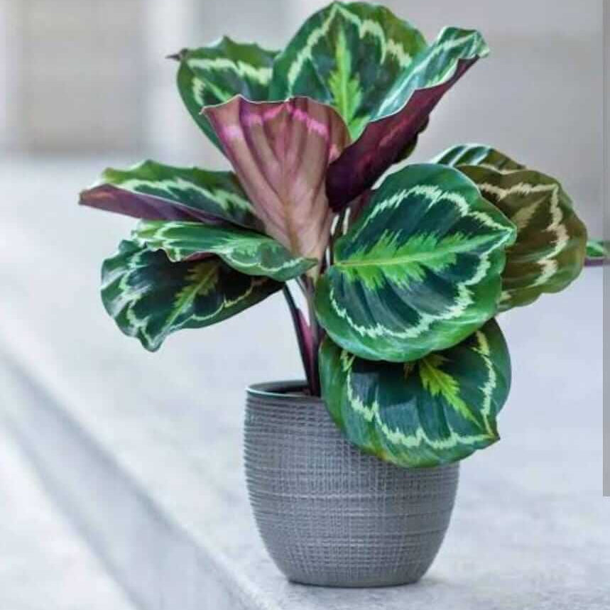 Calathea Seeds for Planting