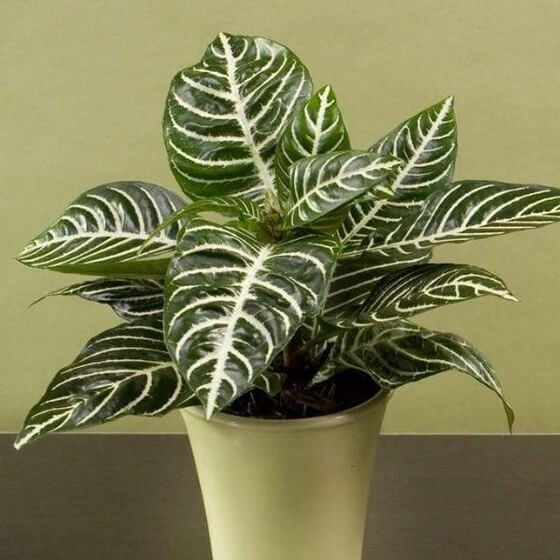 Calathea Seeds for Planting