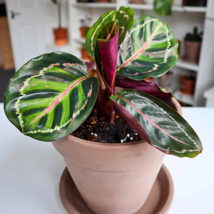 Calathea Seeds for Planting