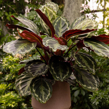 Calathea Seeds for Planting