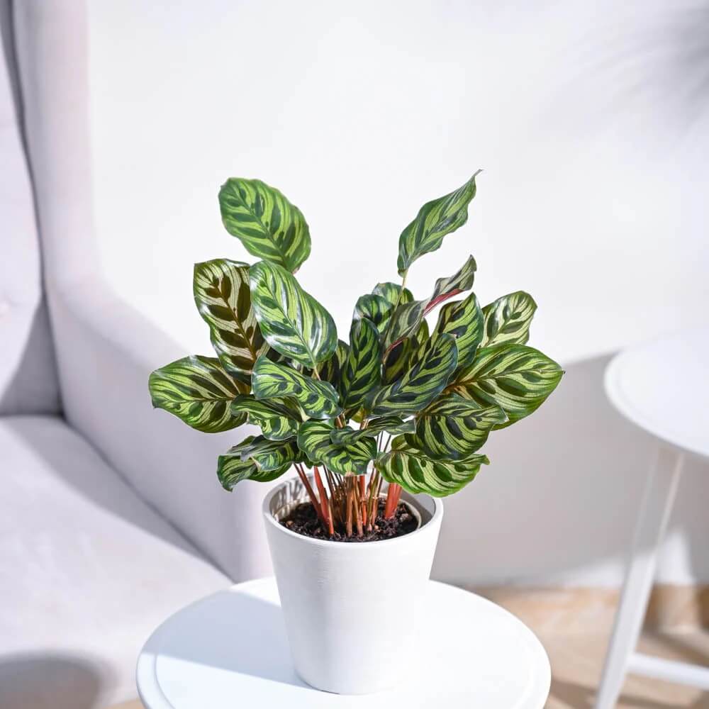 Calathea Seeds for Planting