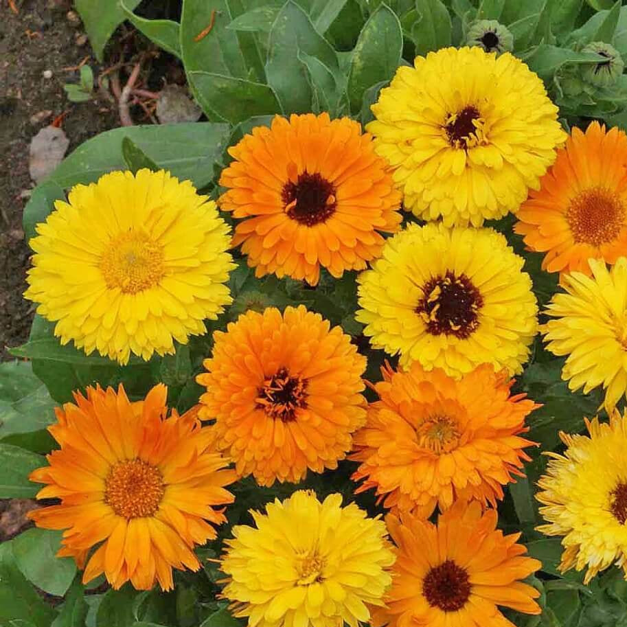 Calendula Seeds