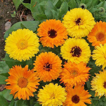 Calendula Seeds