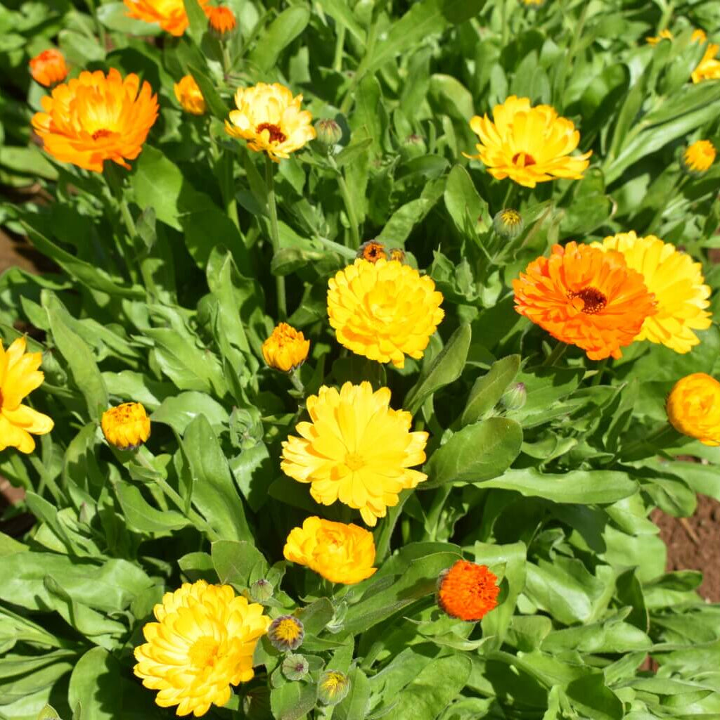 Calendula Seeds – Fancy Mix