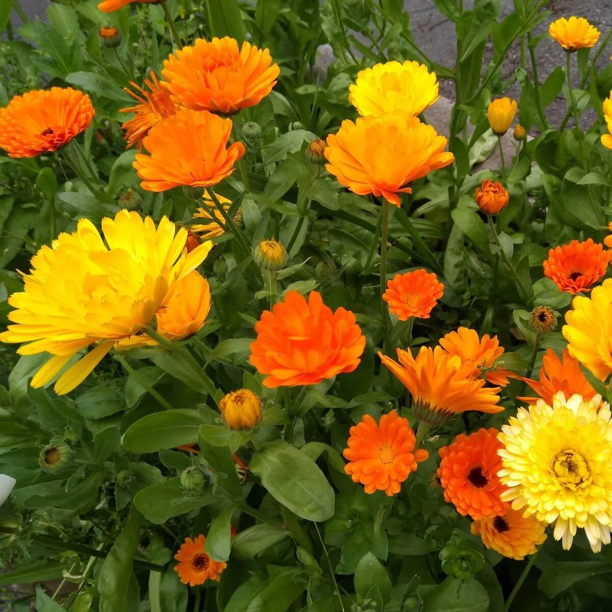 Calendula Seeds – Flower Bed