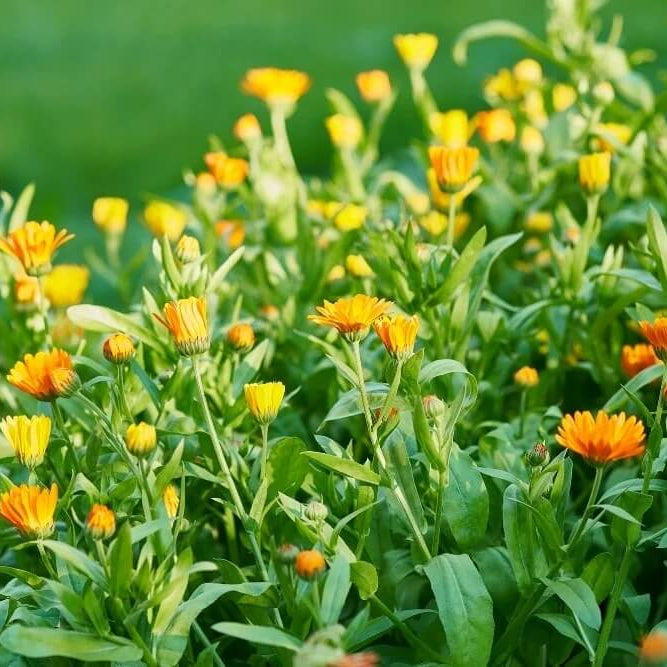 Calendula Seeds – Flower Bed