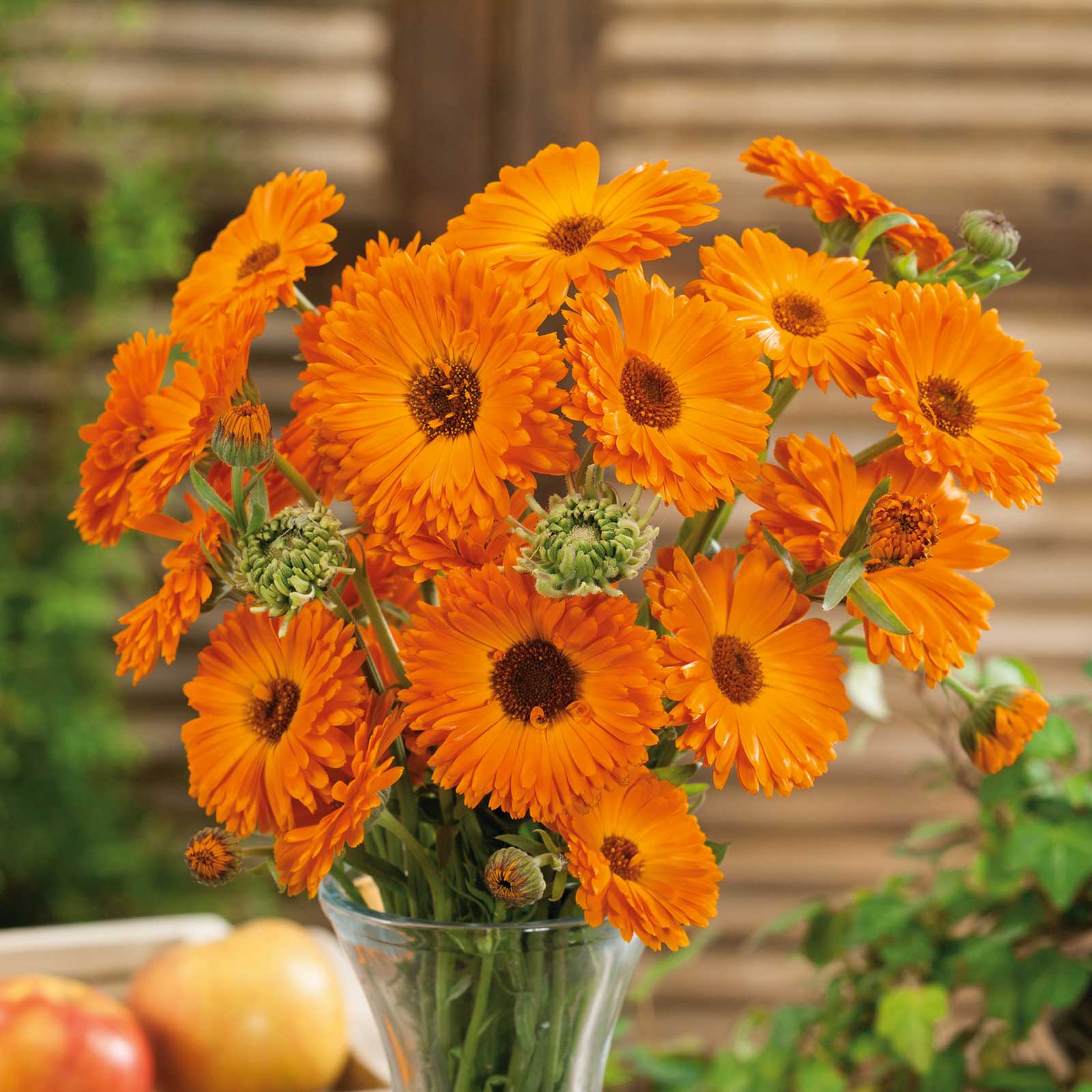 Calendula Seeds – Geishe Girl