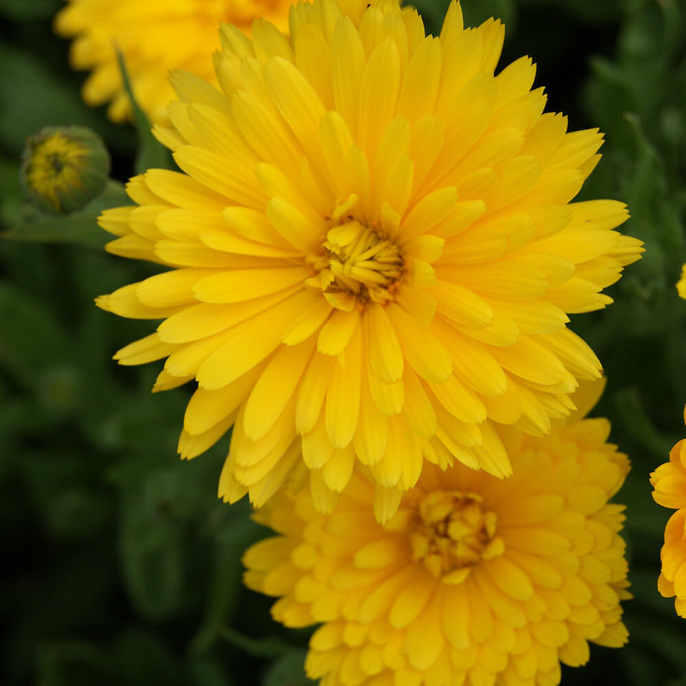 Calendula Seeds – Golden Emperor