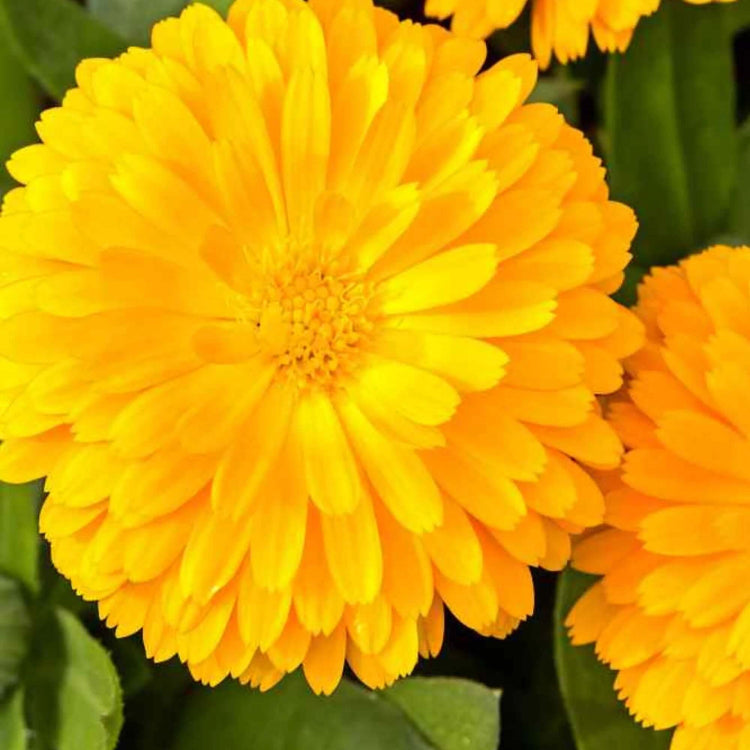Calendula Seeds – Golden Emperor