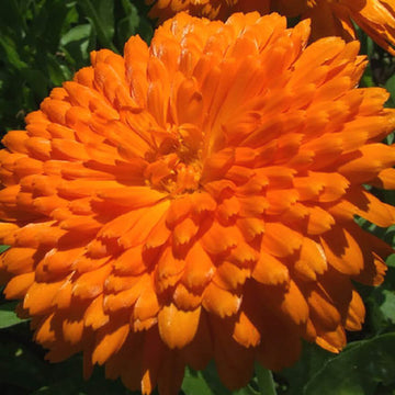 Calendula Seeds – Heirloom