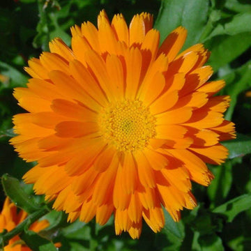 Calendula Seeds – Marigold-Type Heirloom