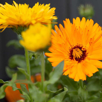 Calendula Officinalis Seeds – Pot Marigold, Organic
