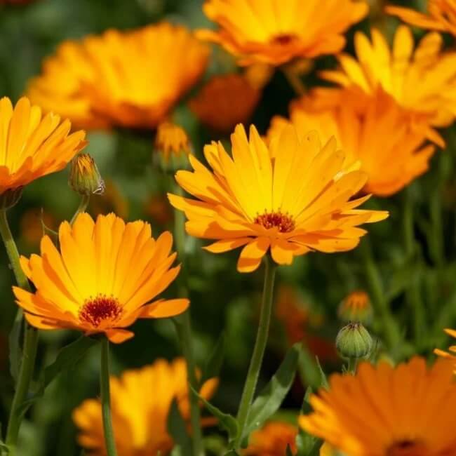 Calendula Officinalis Seeds – Pot Marigold, Organic
