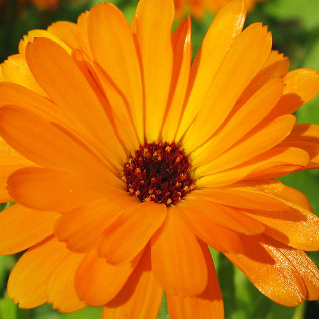 Calendula Officinalis Seeds – Pot Marigold, Organic
