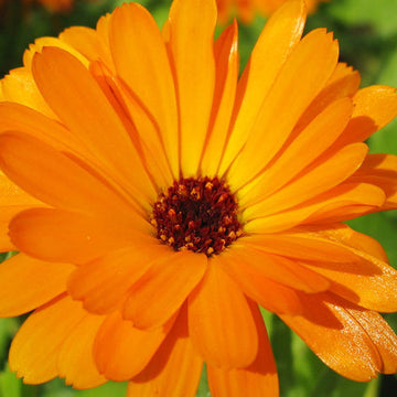 Calendula Officinalis Seeds – Pot Marigold, Organic
