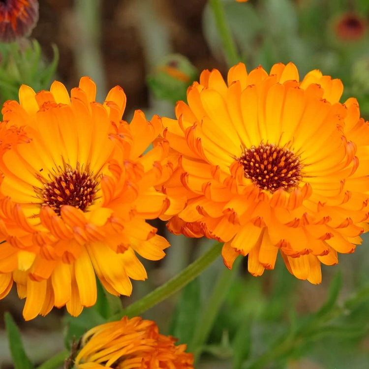 Calendula Seeds – Pacific Beauty Orange