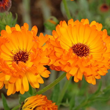 Calendula Seeds – Pacific Beauty Orange