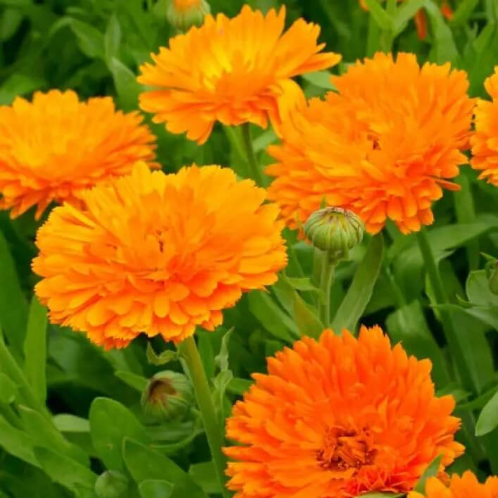 Calendula Seeds – Pacific Beauty Orange