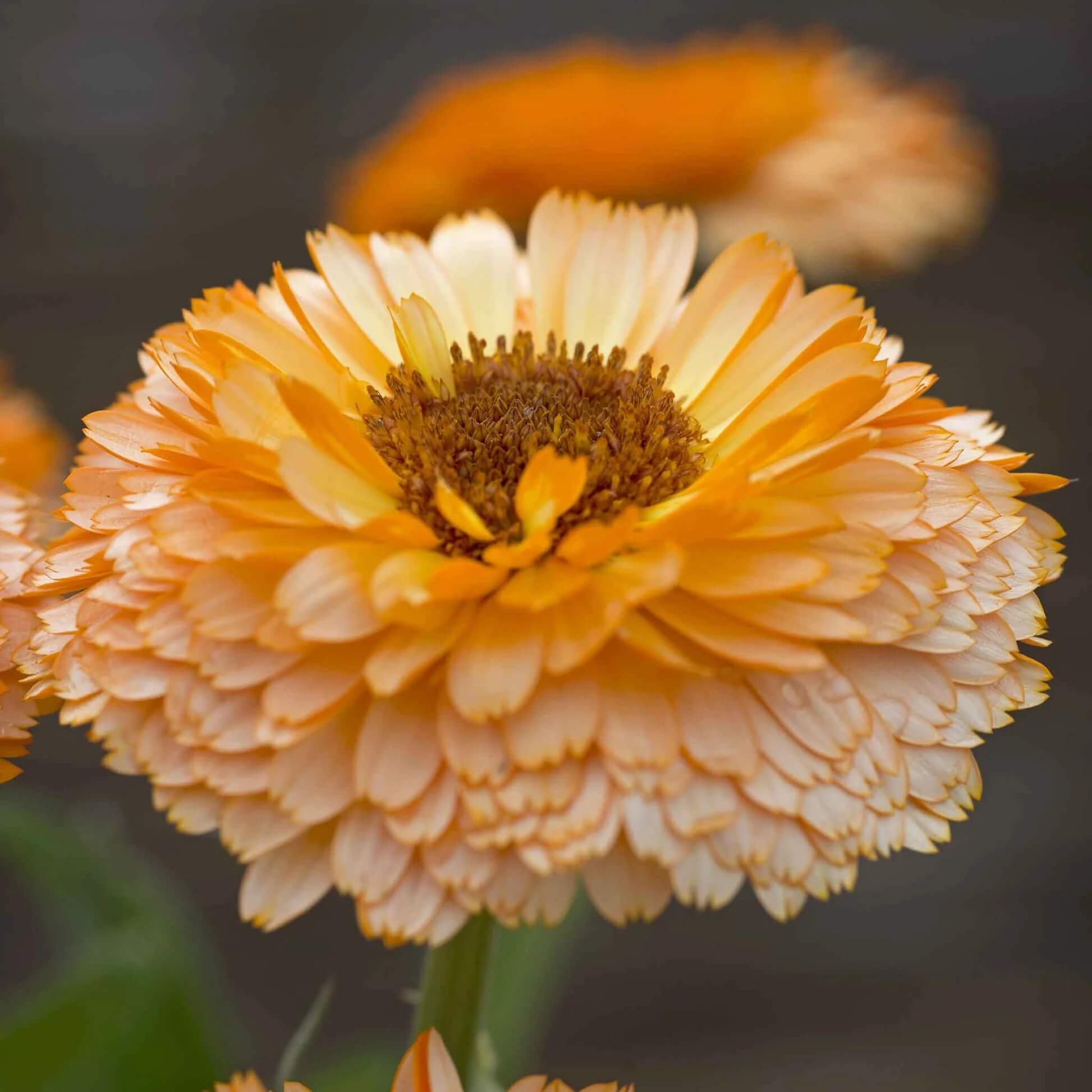 Calendula Seeds – Pink Heirloom