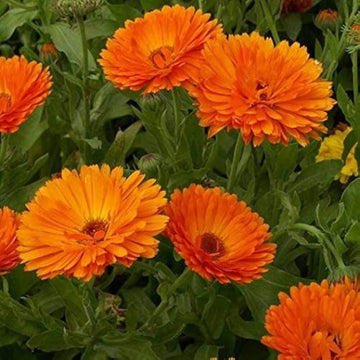 Calendula Seeds – Red Heirloom