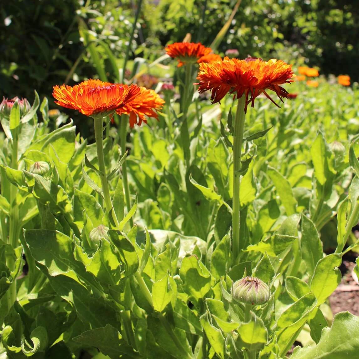Calendula Seeds – Red Heirloom