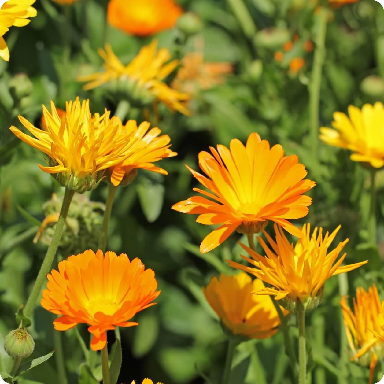 Calendula Seeds – Resina