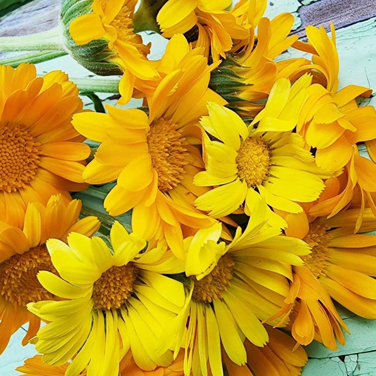 Calendula Seeds – Resina