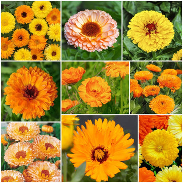 Calendula Seeds