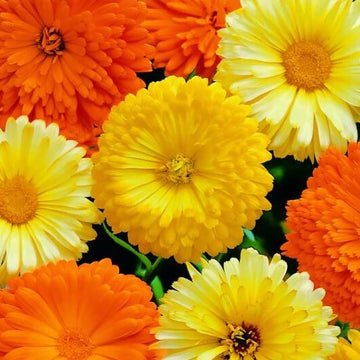 Calendula Seeds