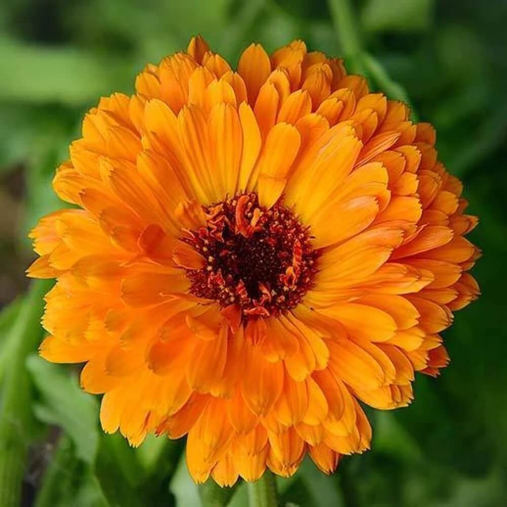 Calendula Seeds