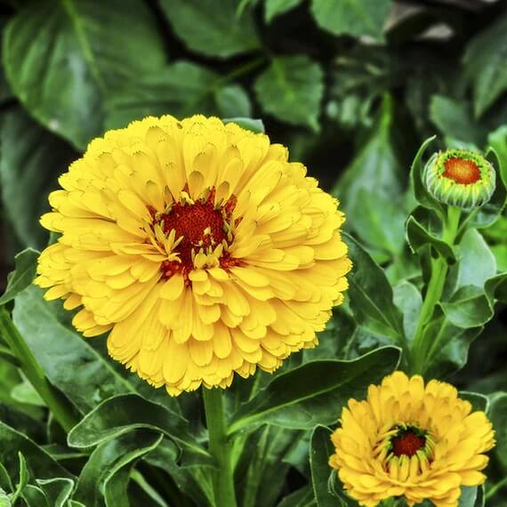 Calendula Seeds