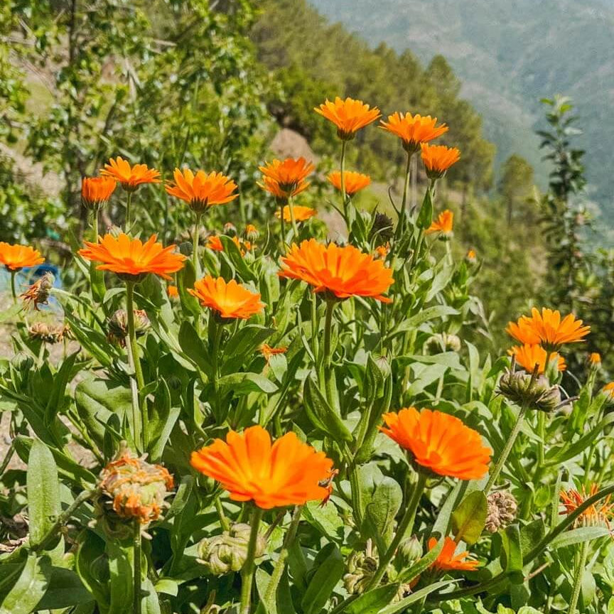 Calendula Seeds