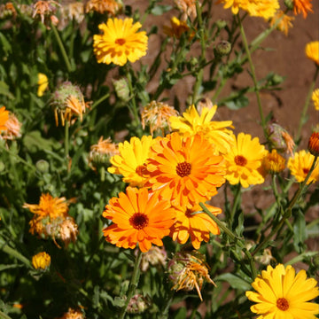Calendula Seeds – Fancy Mix