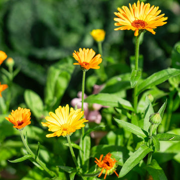 Calendula Seeds – Flower Bed