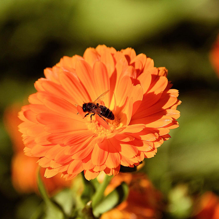 Calendula Seeds – Geishe Girl