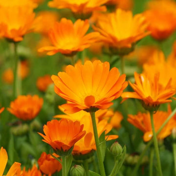 Calendula Seeds – Marigold-Type Heirloom