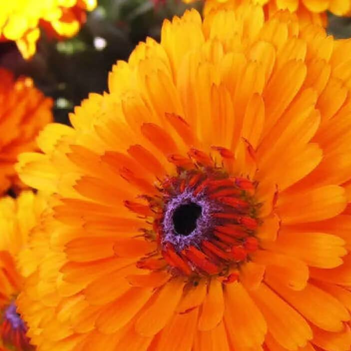 Calendula Seeds – Pacific Beauty Orange
