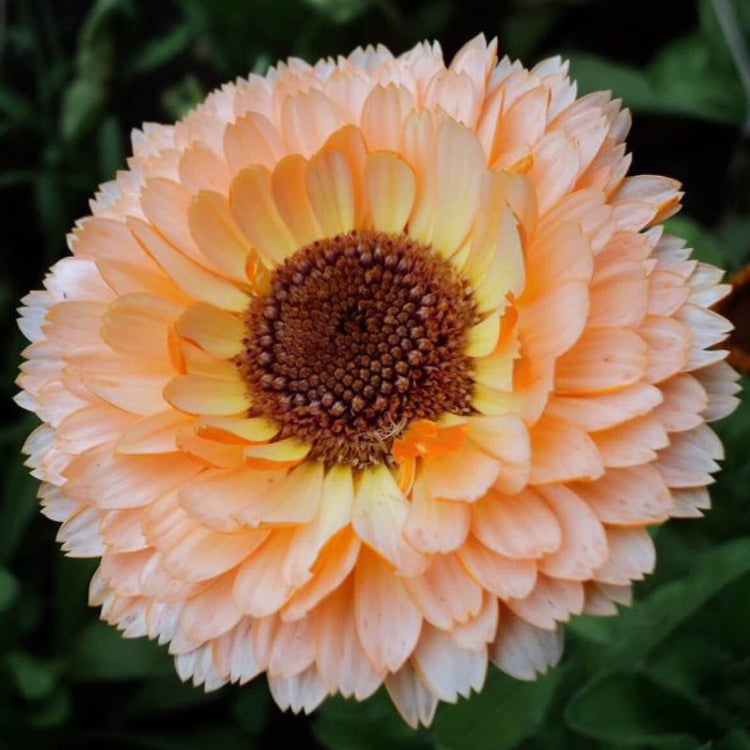 Calendula Seeds – Pink Heirloom