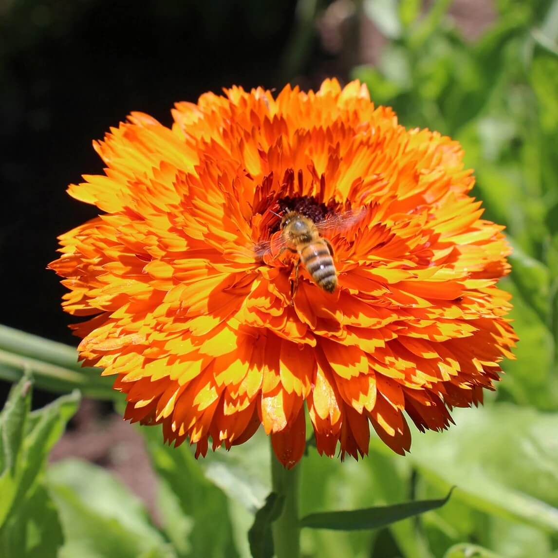 Calendula Seeds – Red Heirloom