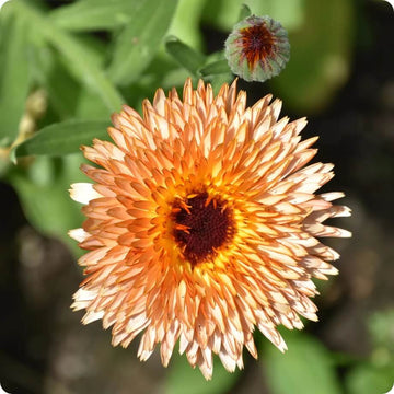 Calendula Seeds – Triangle Flashback Resina