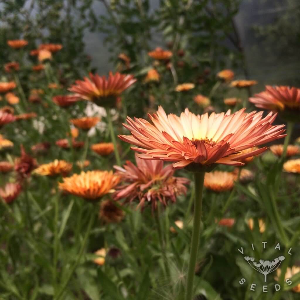 Calendula Seeds – Triangle Tri-Color