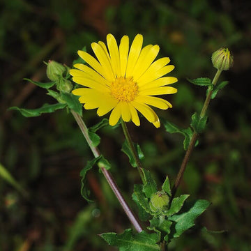 Calendula Seeds – Yellow Heirloom