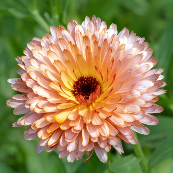 Calendula Seeds – Zeolights
